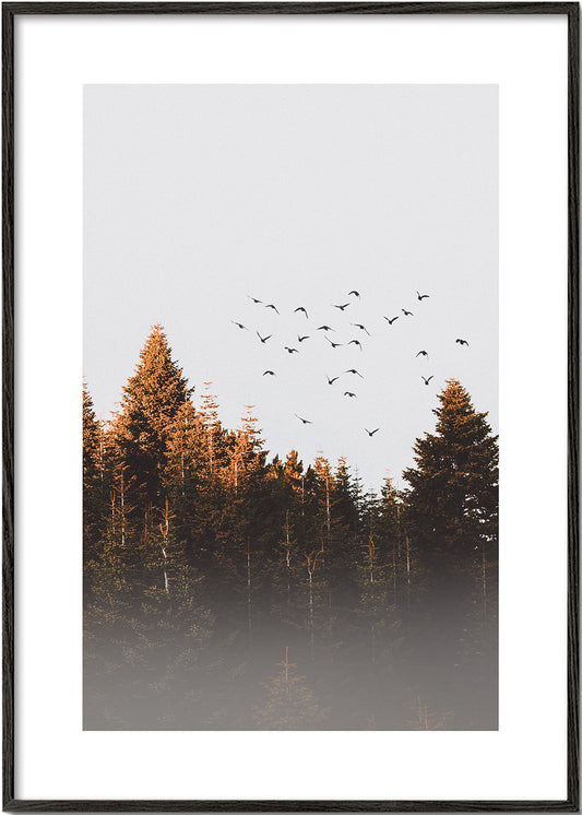 Birds above the forest