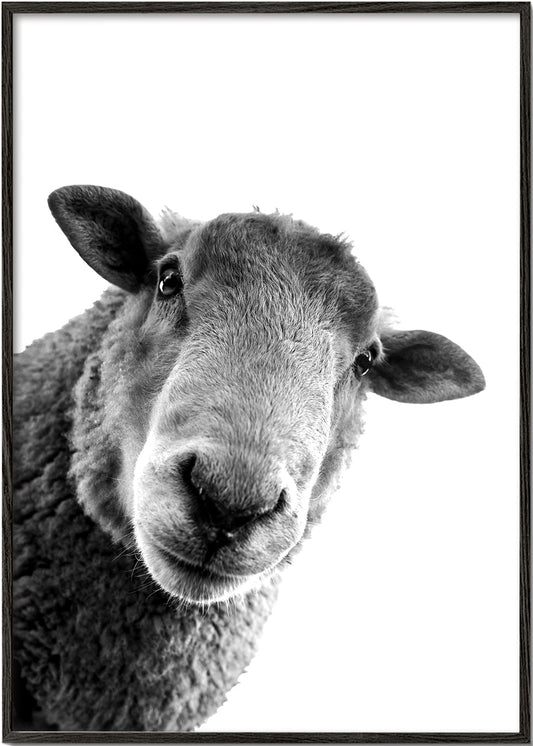 Curious sheep