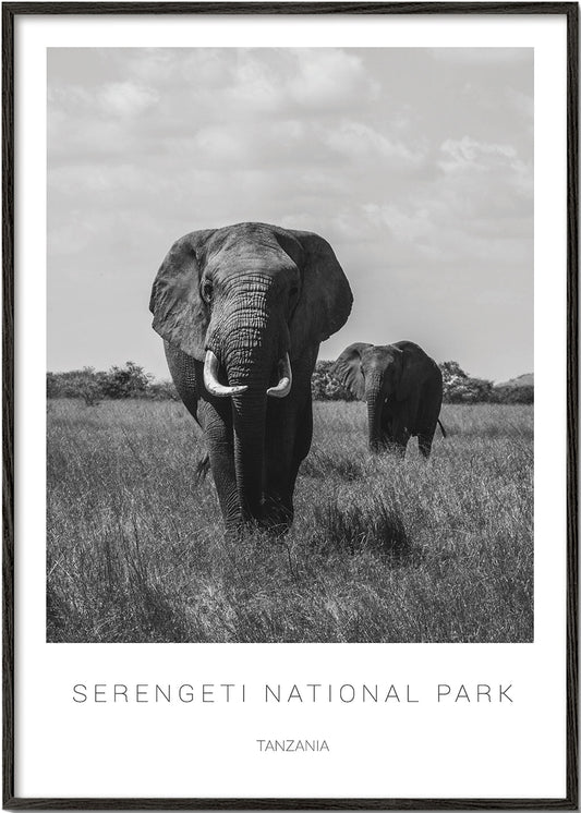 Elephants in Serengeti