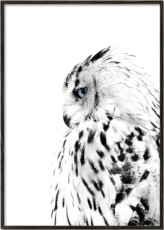 White owl