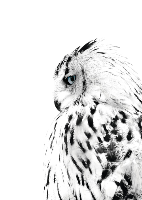 White owl - Unframed art print