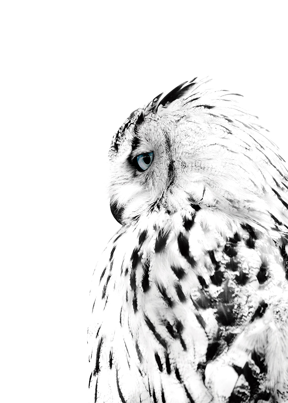 White owl