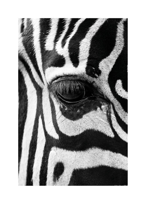 Zebra focus - Unframed art print