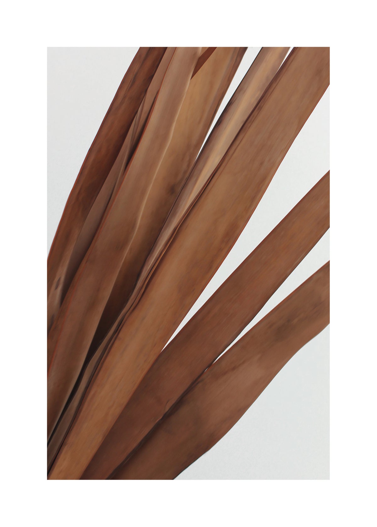 Earthy plant II - Unframed art print