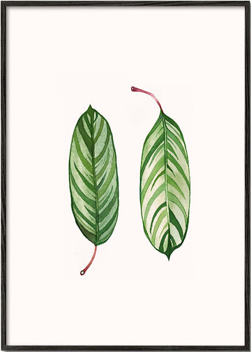 Calathea leaves