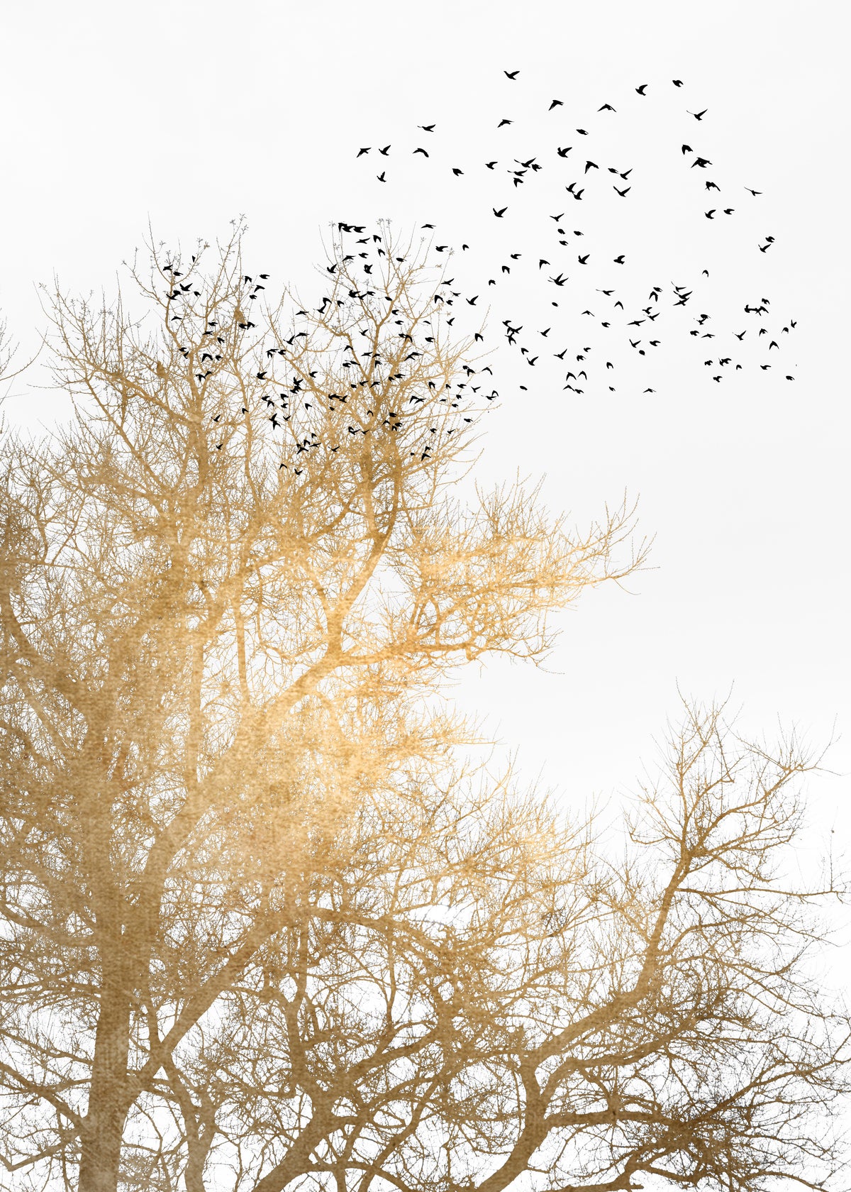 Golden skies - Unframed art print