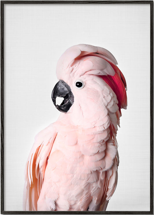 Pink cockatoo