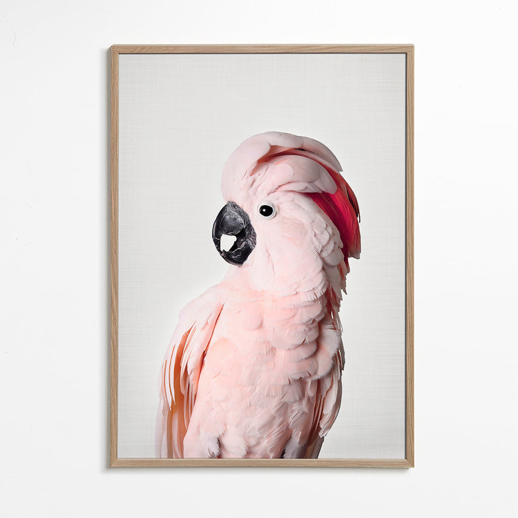 Pink cockatoo