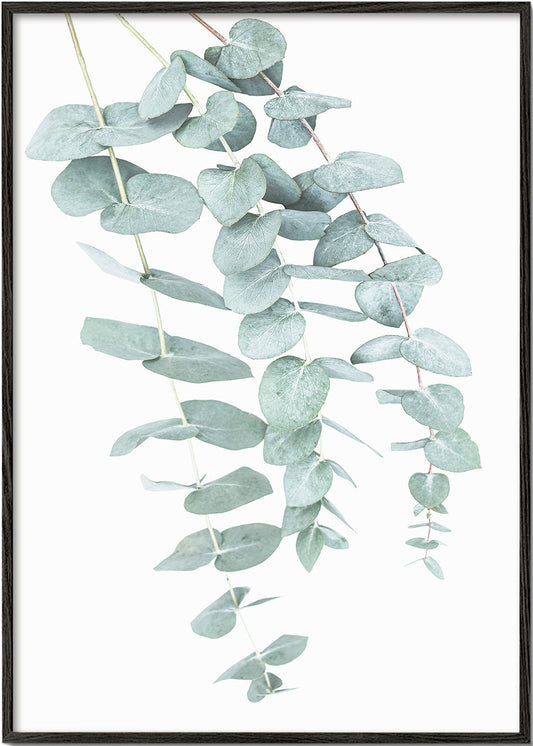 Eucalyptus I