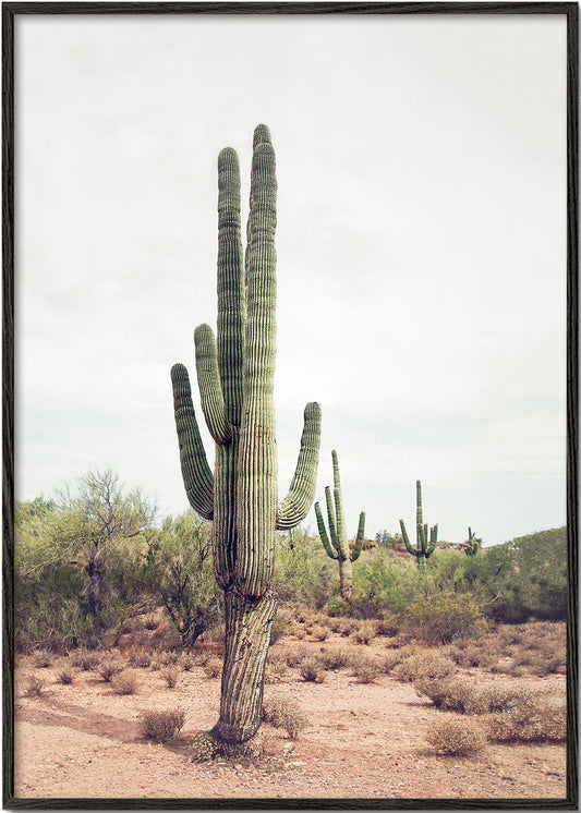 Desert cactus