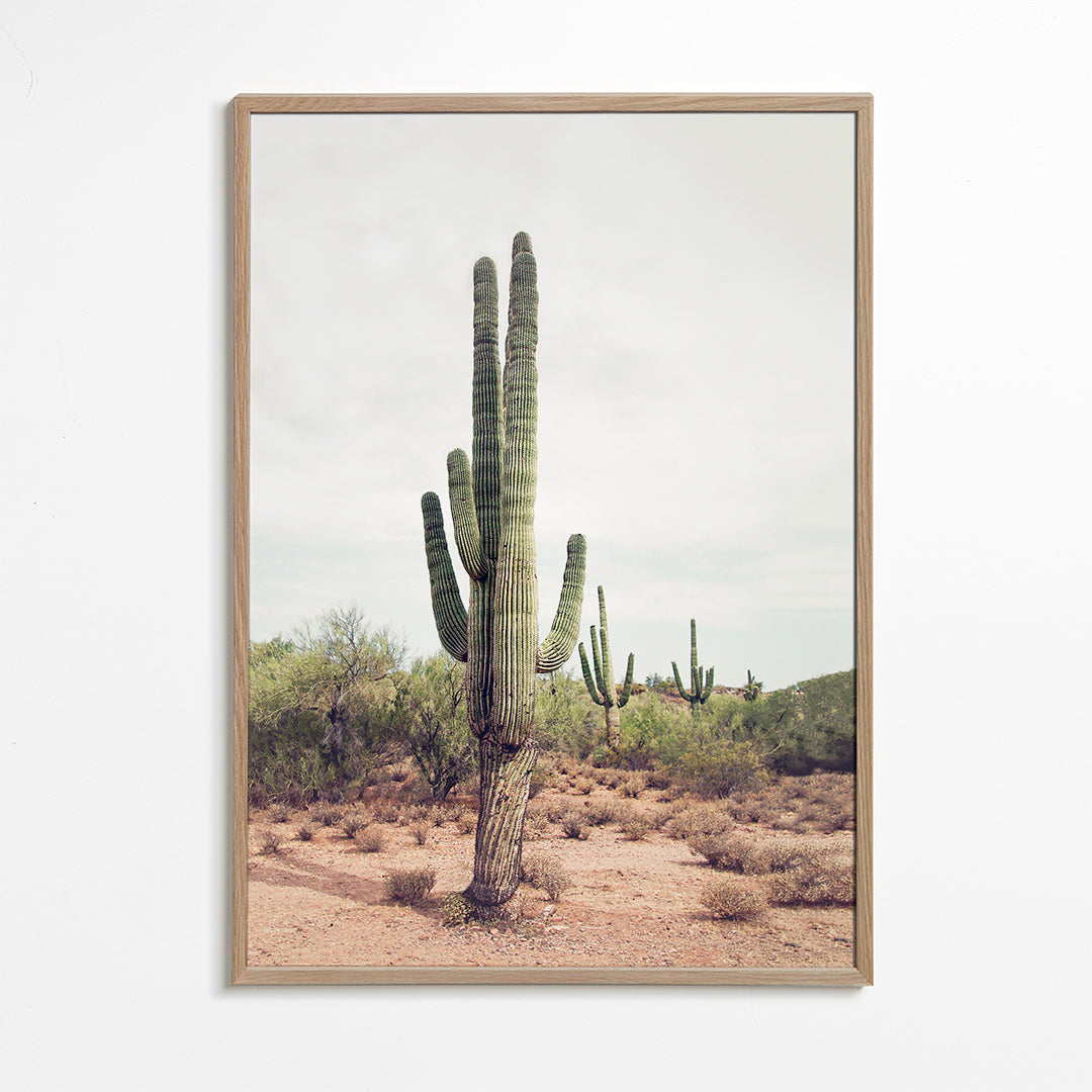 Desert cactus