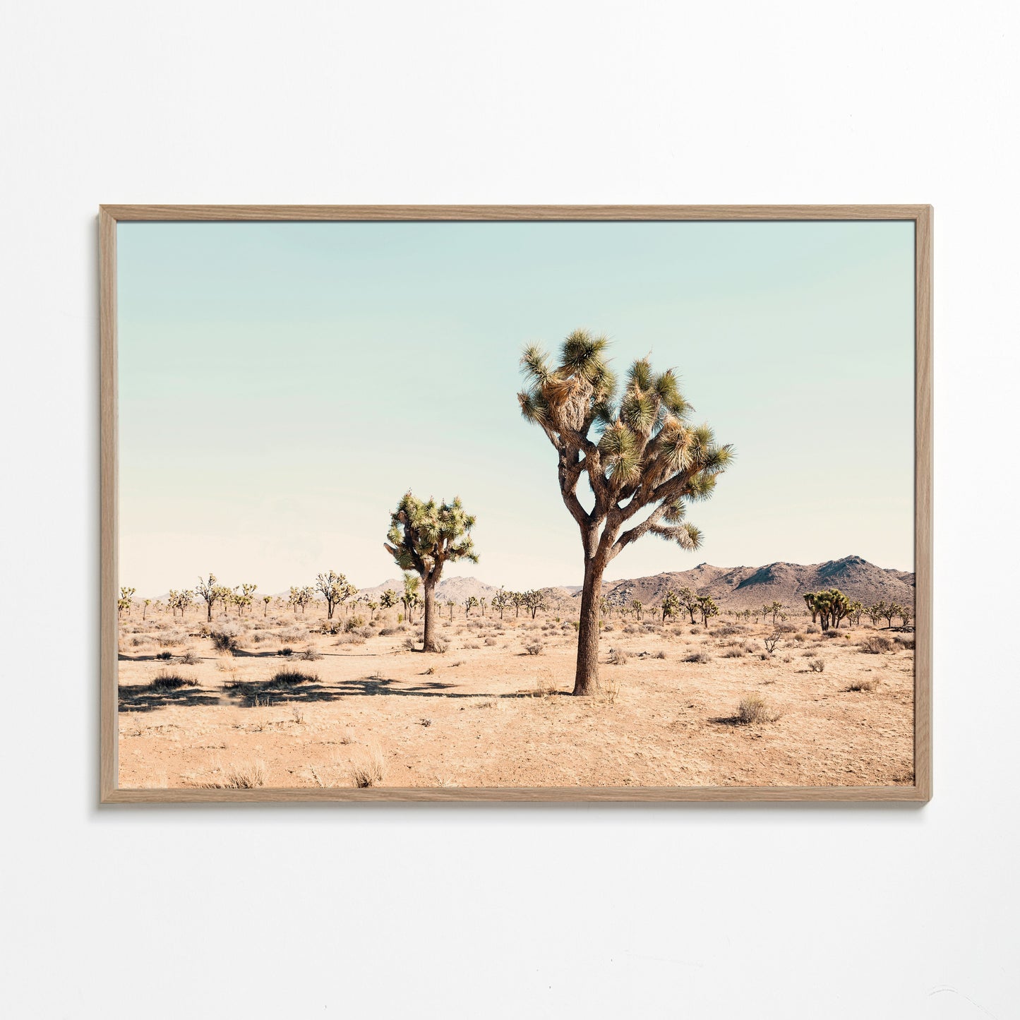Joshua tree