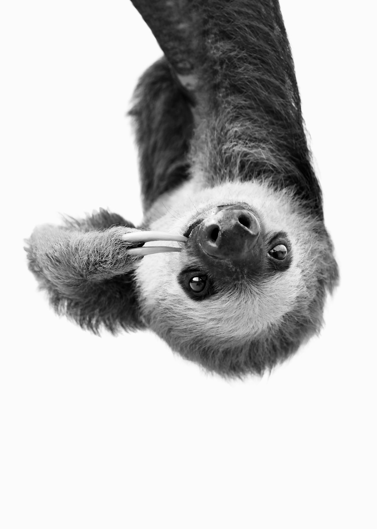 Sloth BW - Unframed art print