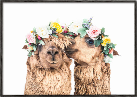 Boho Llamas