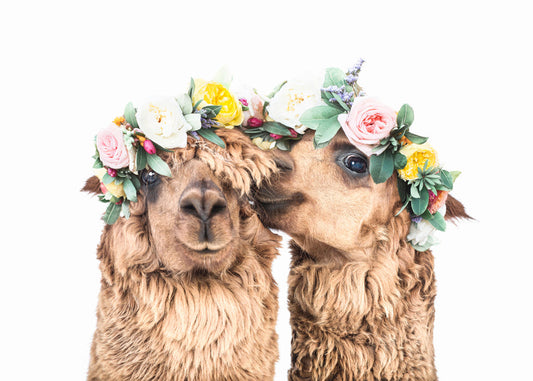 Boho Llamas