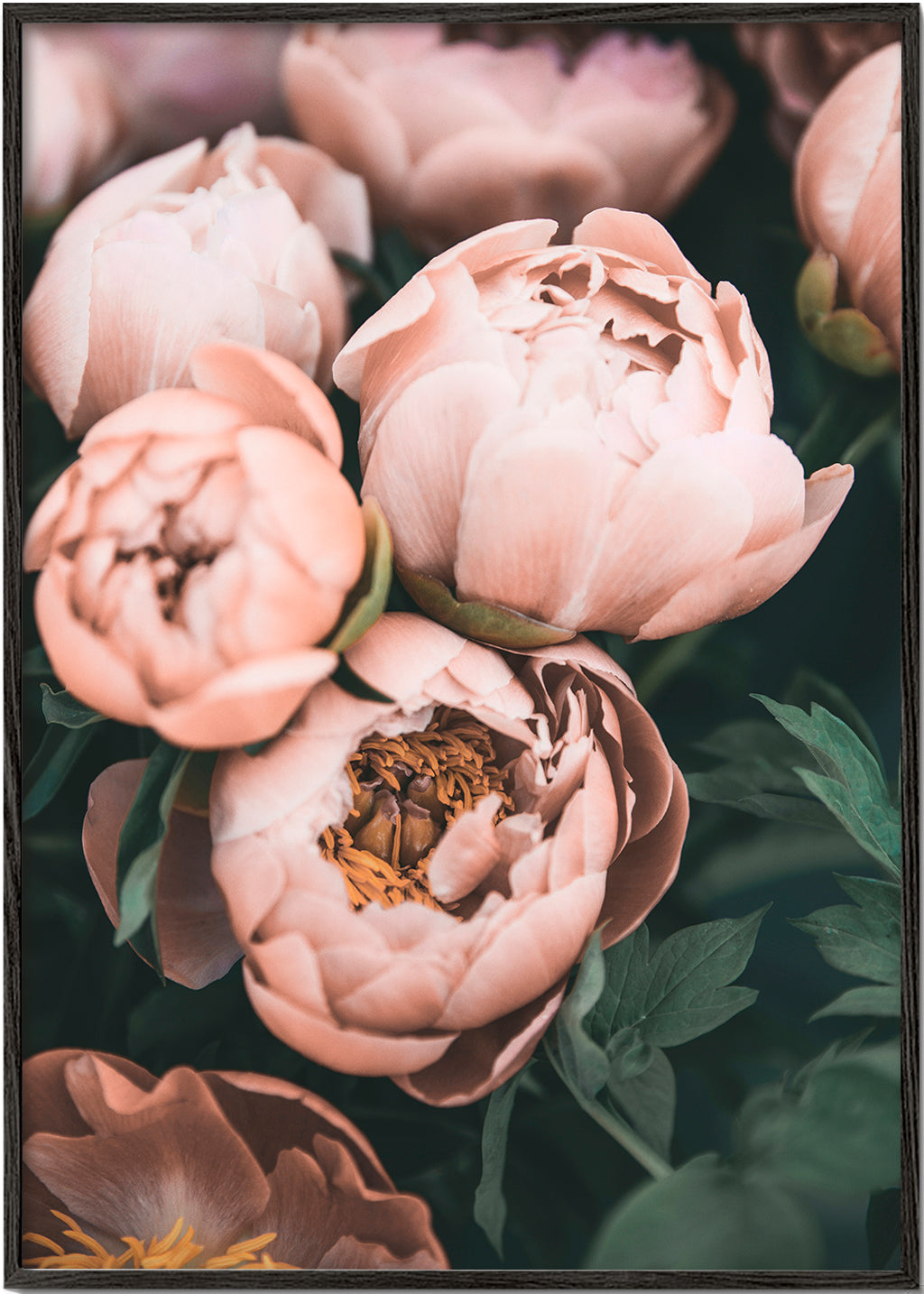 Pastel Peonies