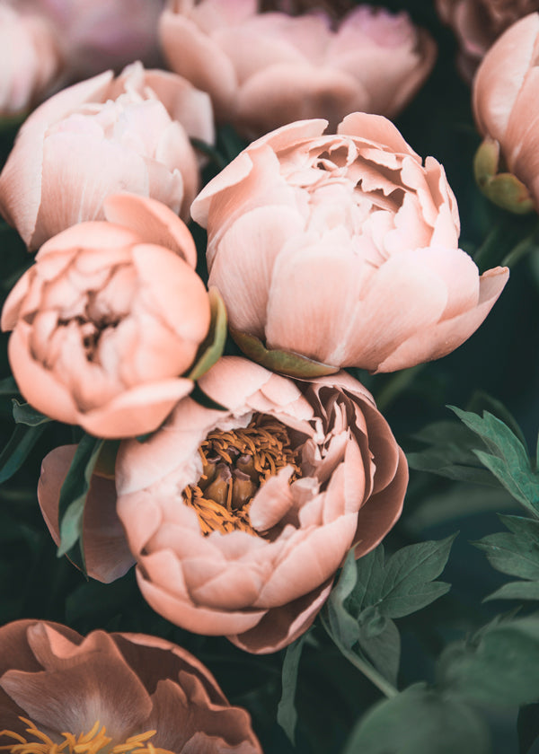 Pastel Peonies