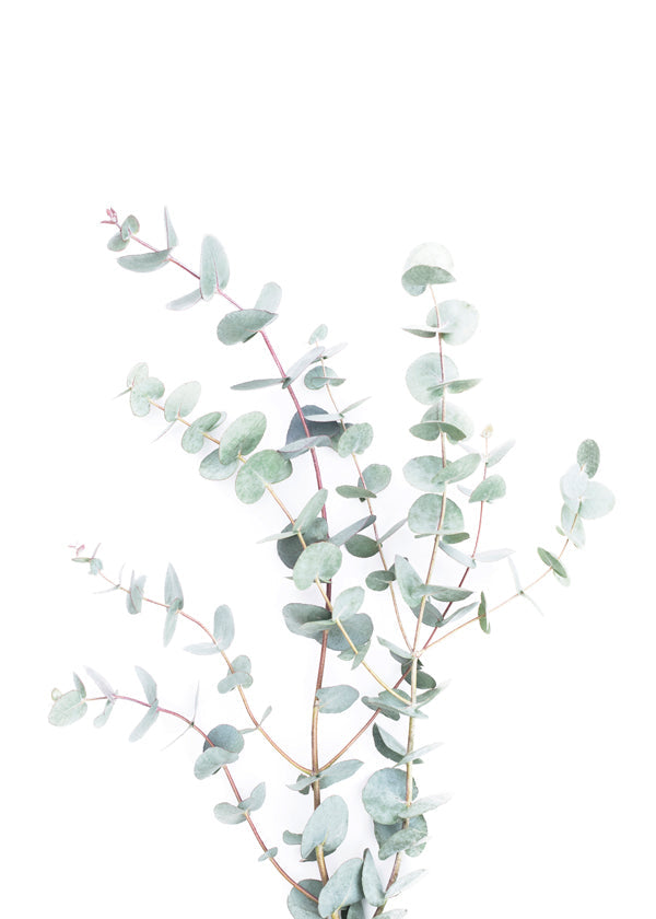 Eucalyptus Branch