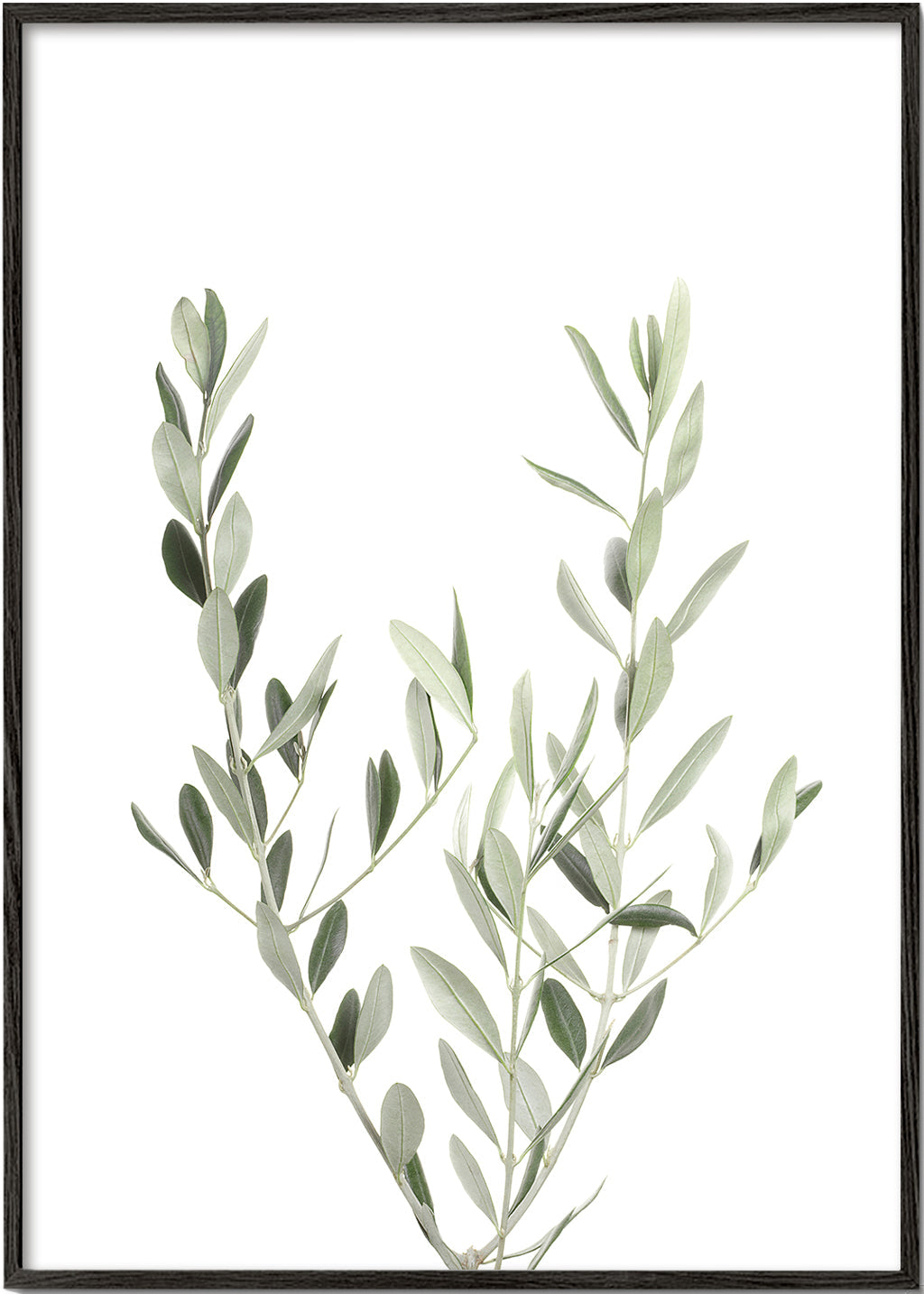 Olive Branch