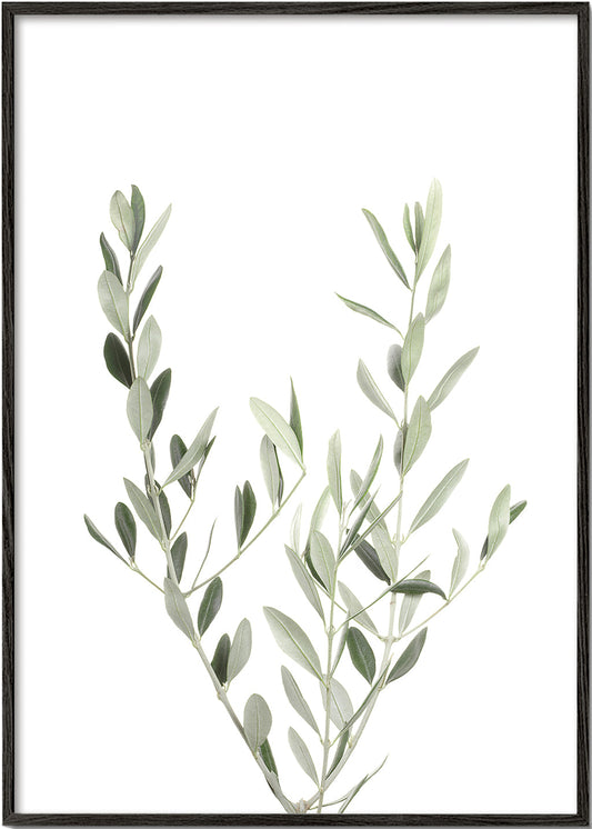 Olive Branch