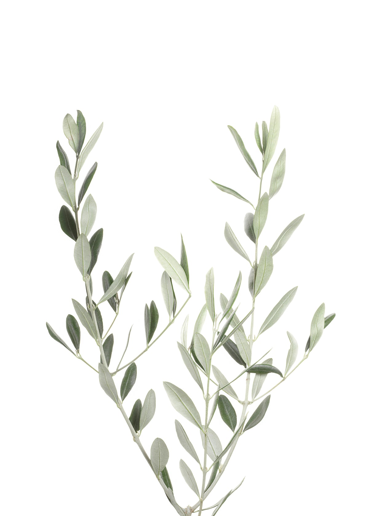 Olive Branch - Unframed art print