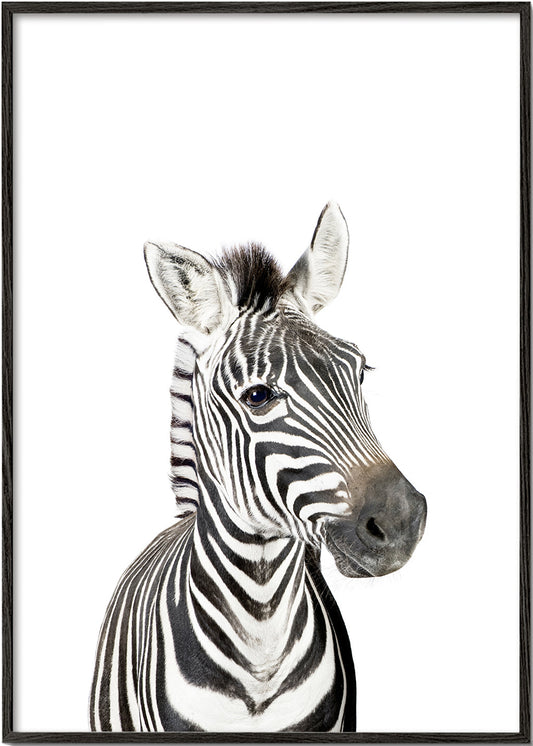 Baby Zebra