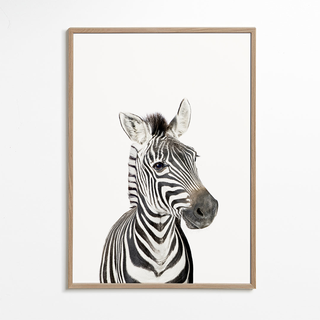 Baby Zebra