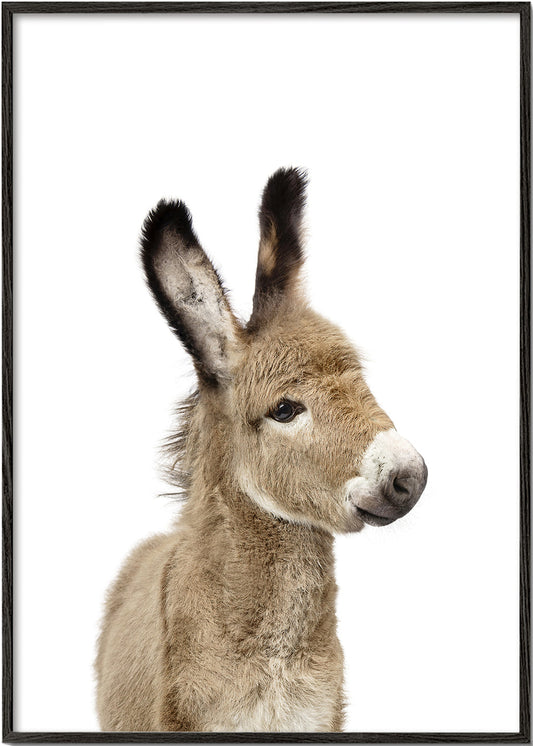 Baby Donkey