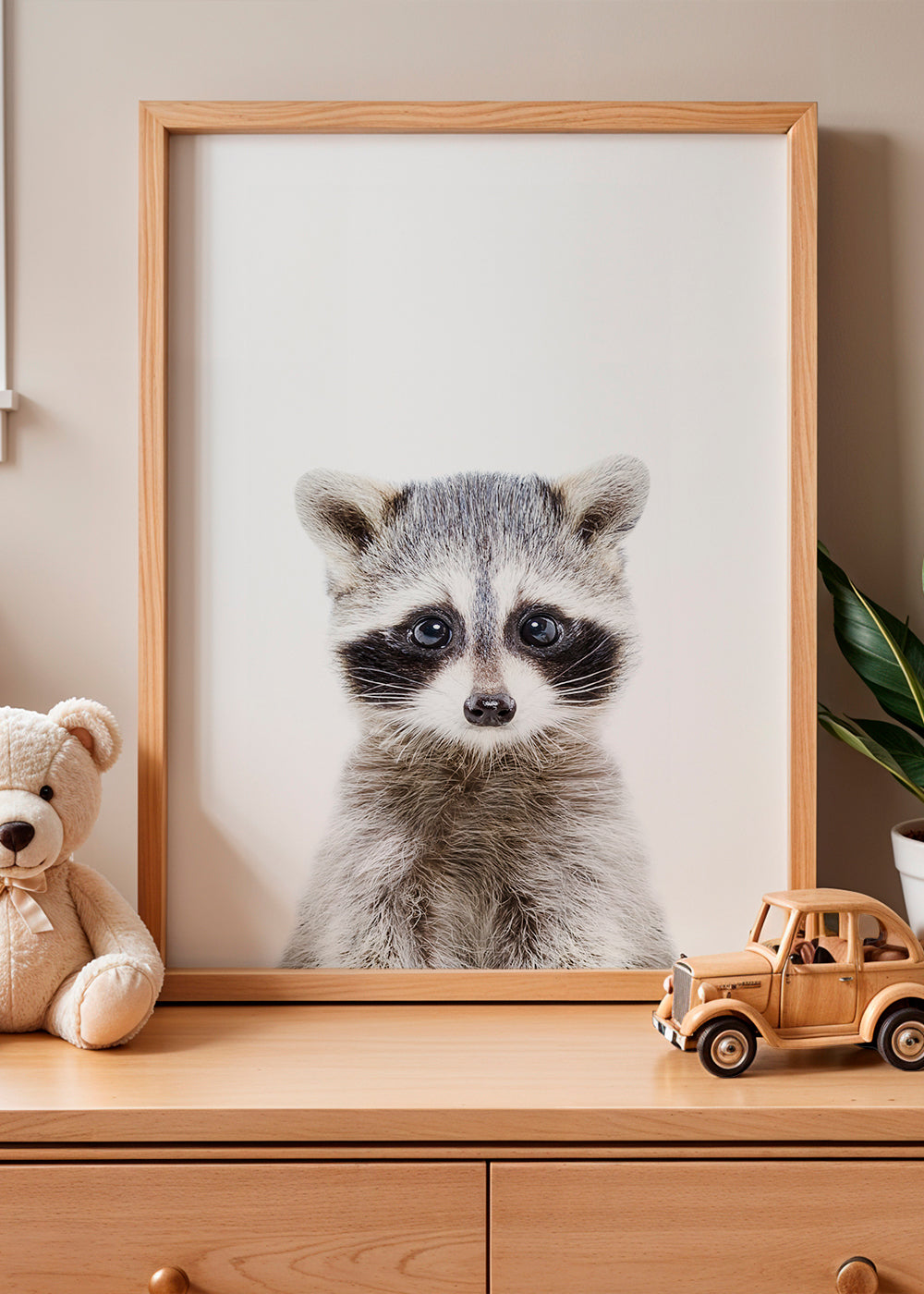 Baby Racoon