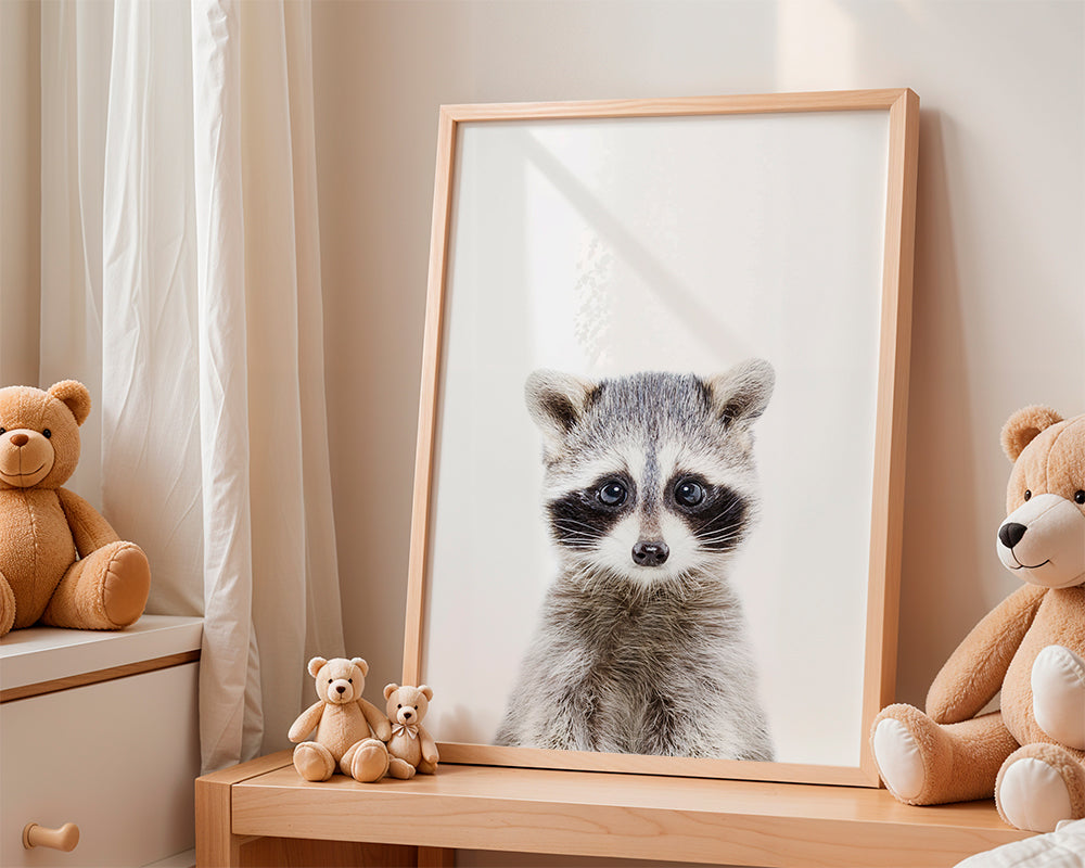 Baby Racoon