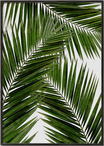 Palm Leaf III