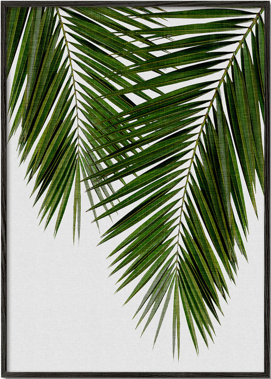 Palm Leaf II