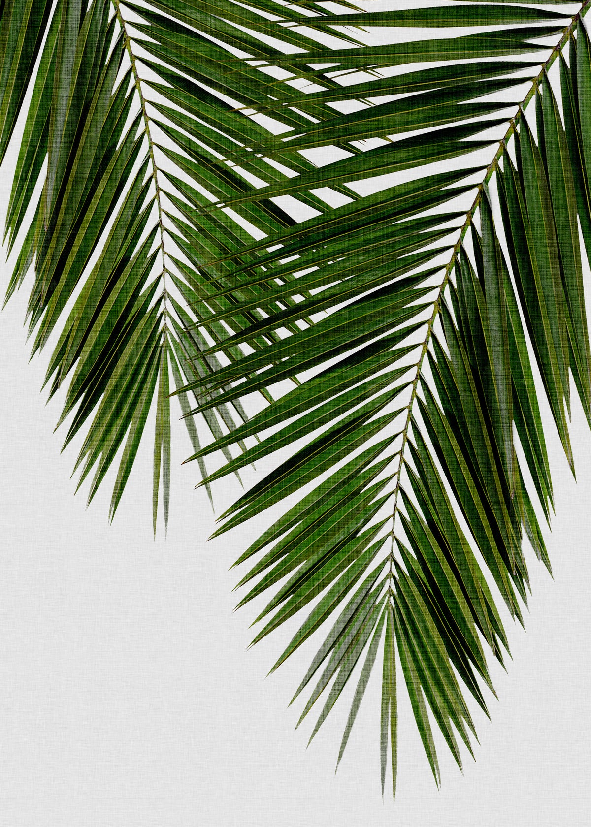 Palm Leaf II - Unframed art print