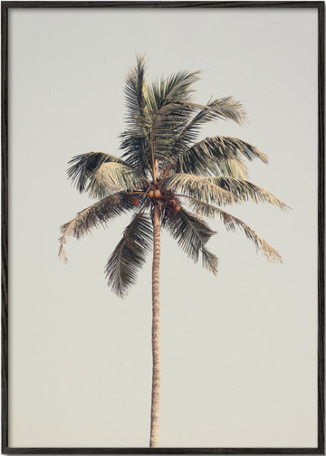 Palm tree by the beach