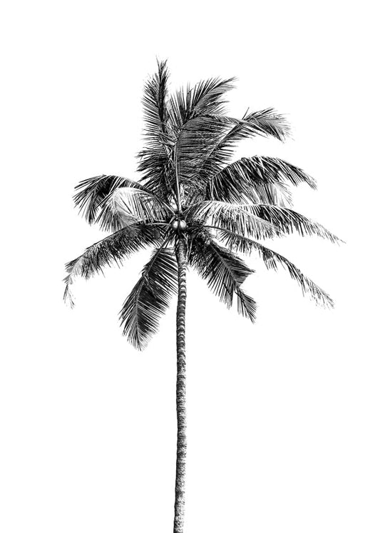 Palm tree by the beach