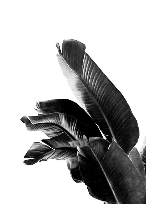 Bird of Paradise Plant Black and White 01