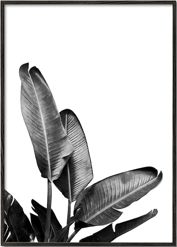 Bird of Paradise Plant Black and White 03