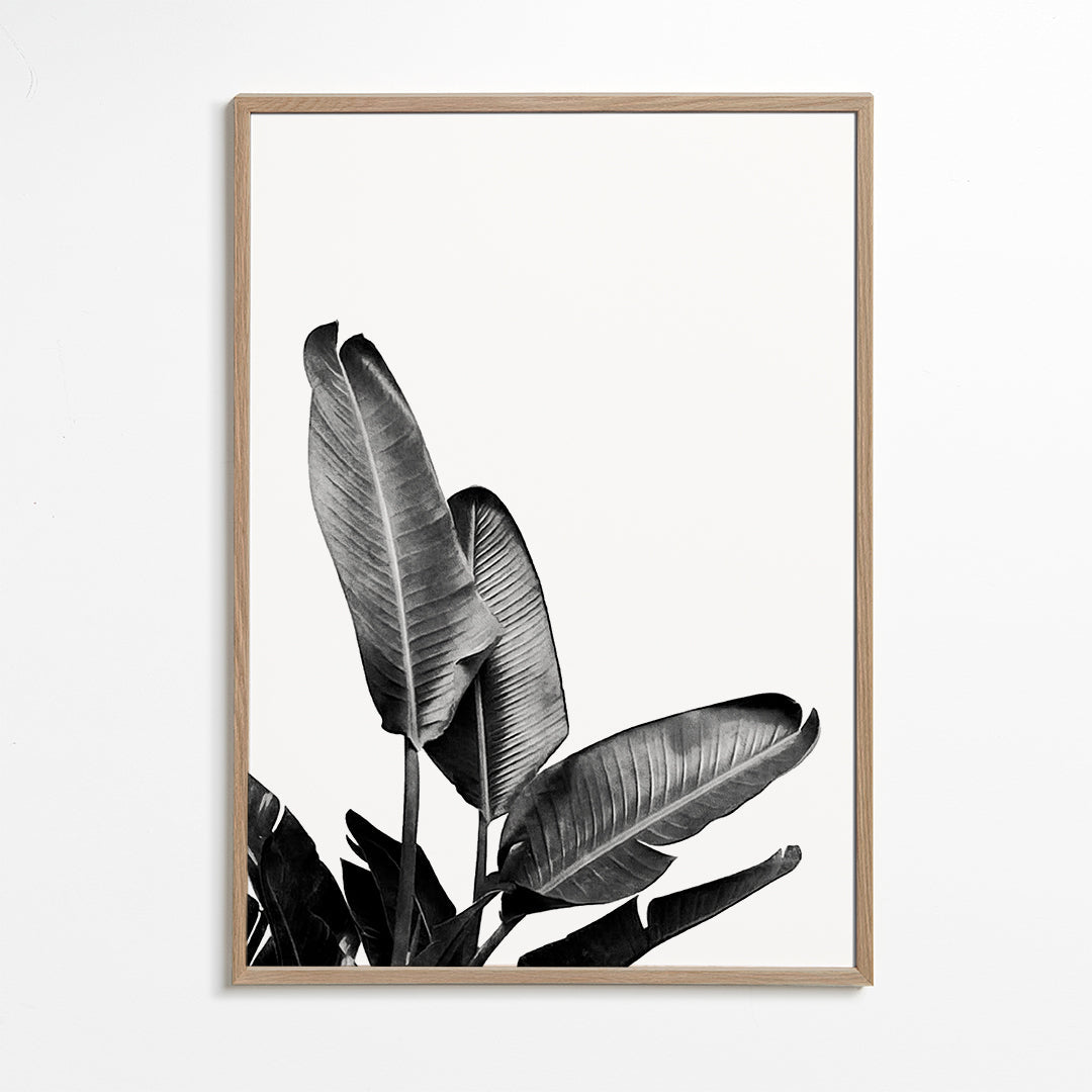 Bird of Paradise Plant Black and White 03