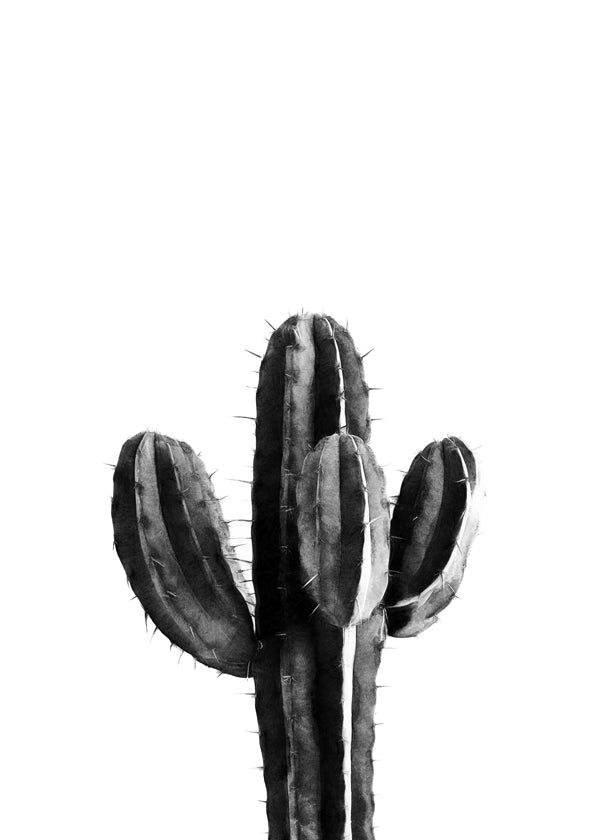 Cactus Black and White 03