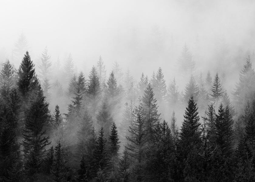 B&W Forrest