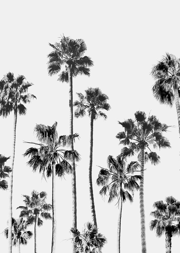 Black And White Palms 3