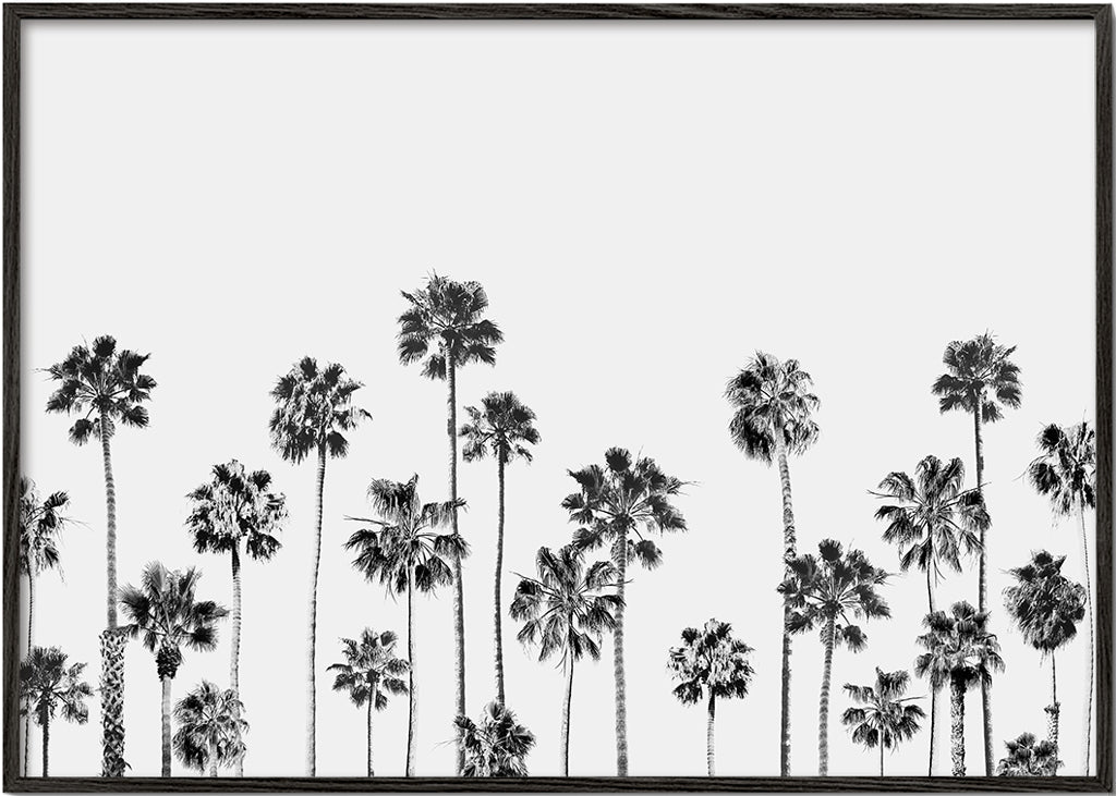 Black And White Palms 2