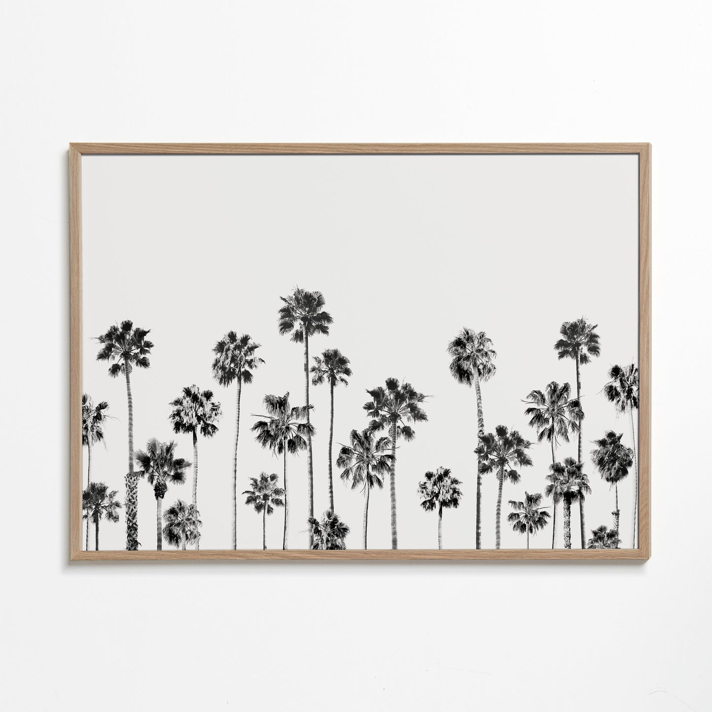 Black And White Palms 2