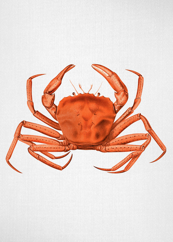 Watercolor Crab