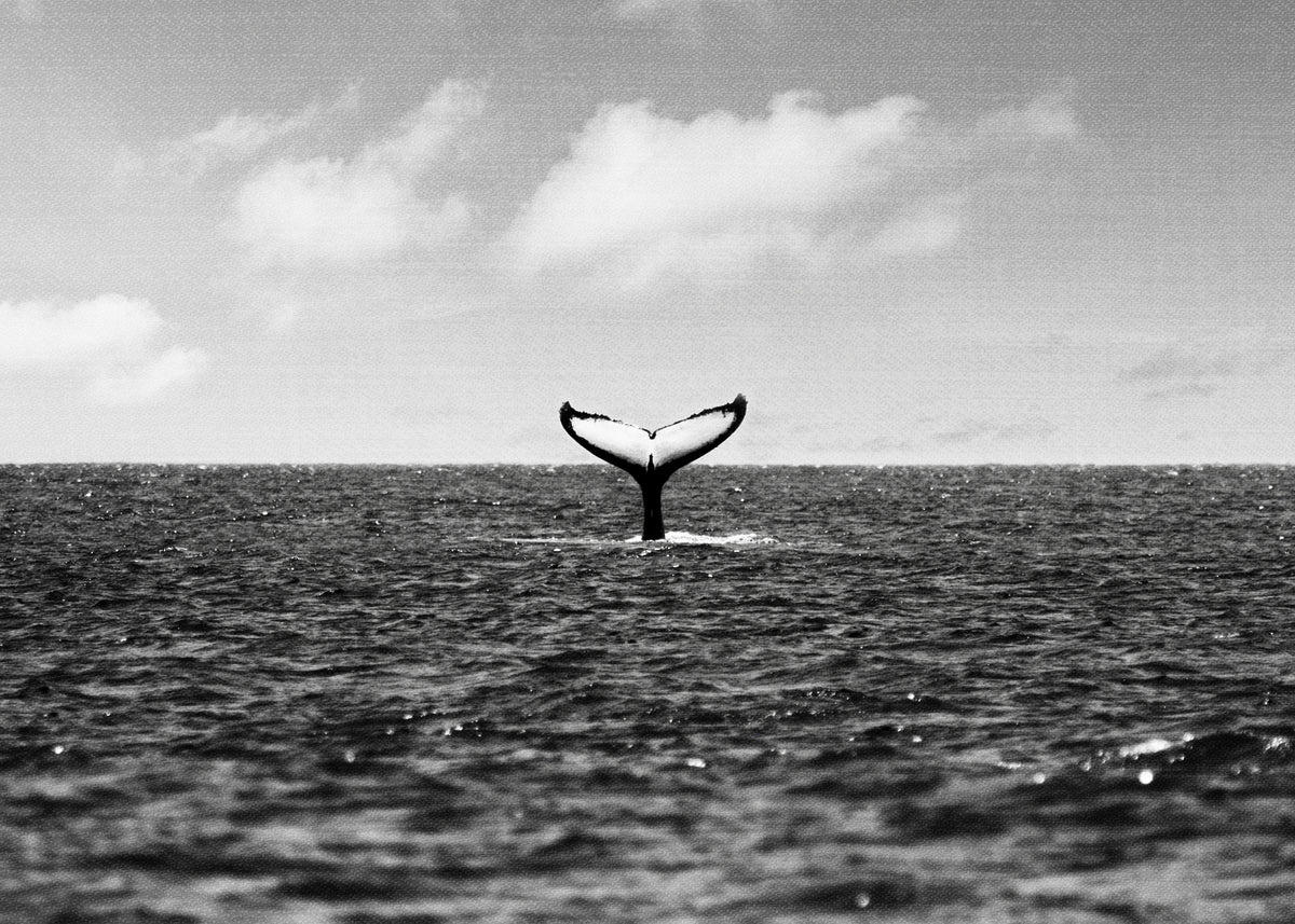 Whale Tail - Unframed art print