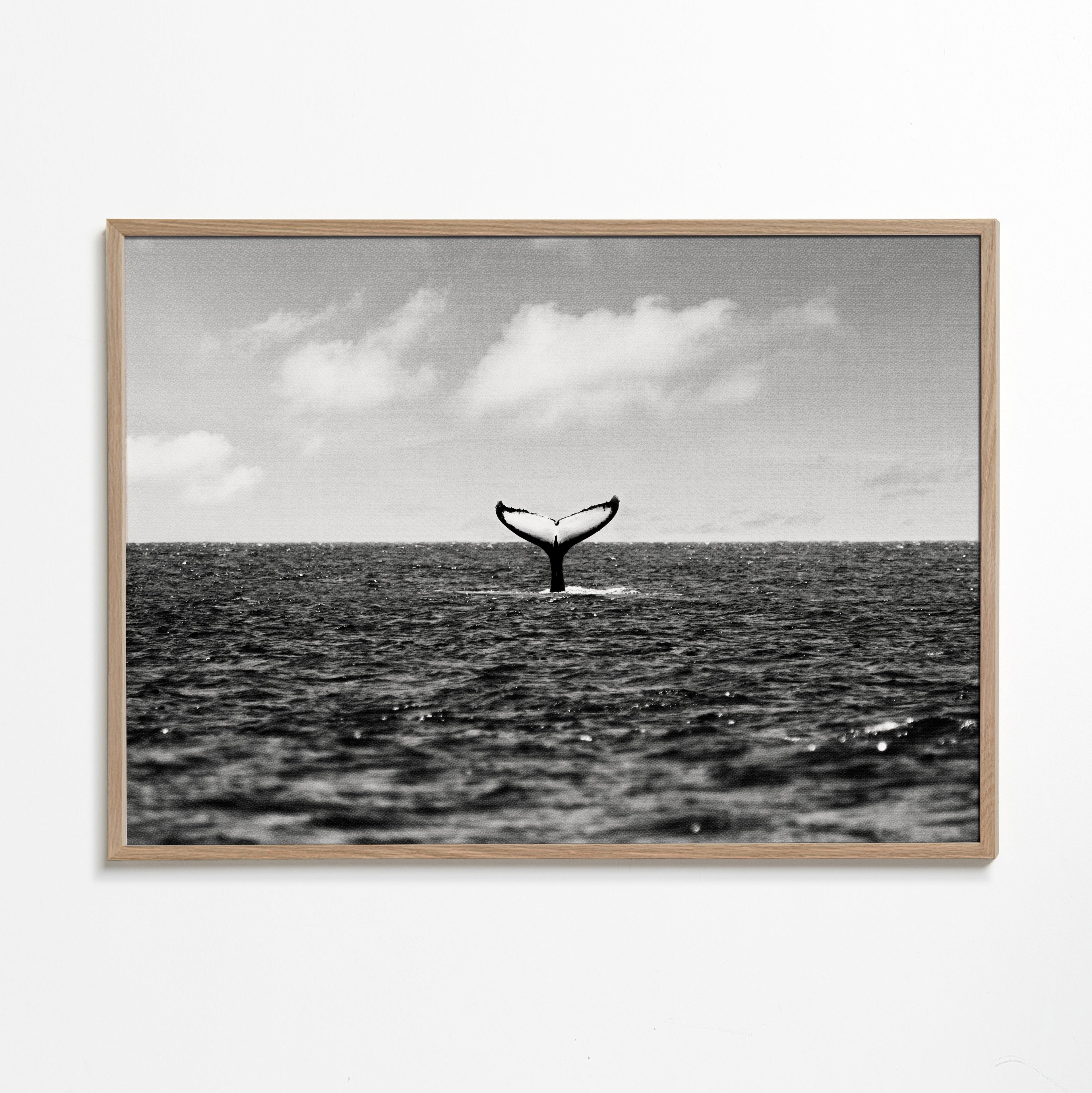 Whale Tail
