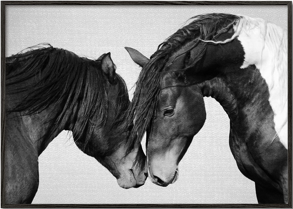 Horses - Black & White 4