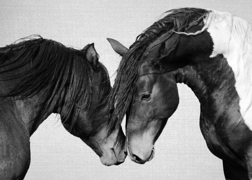 Horses - Black & White 4