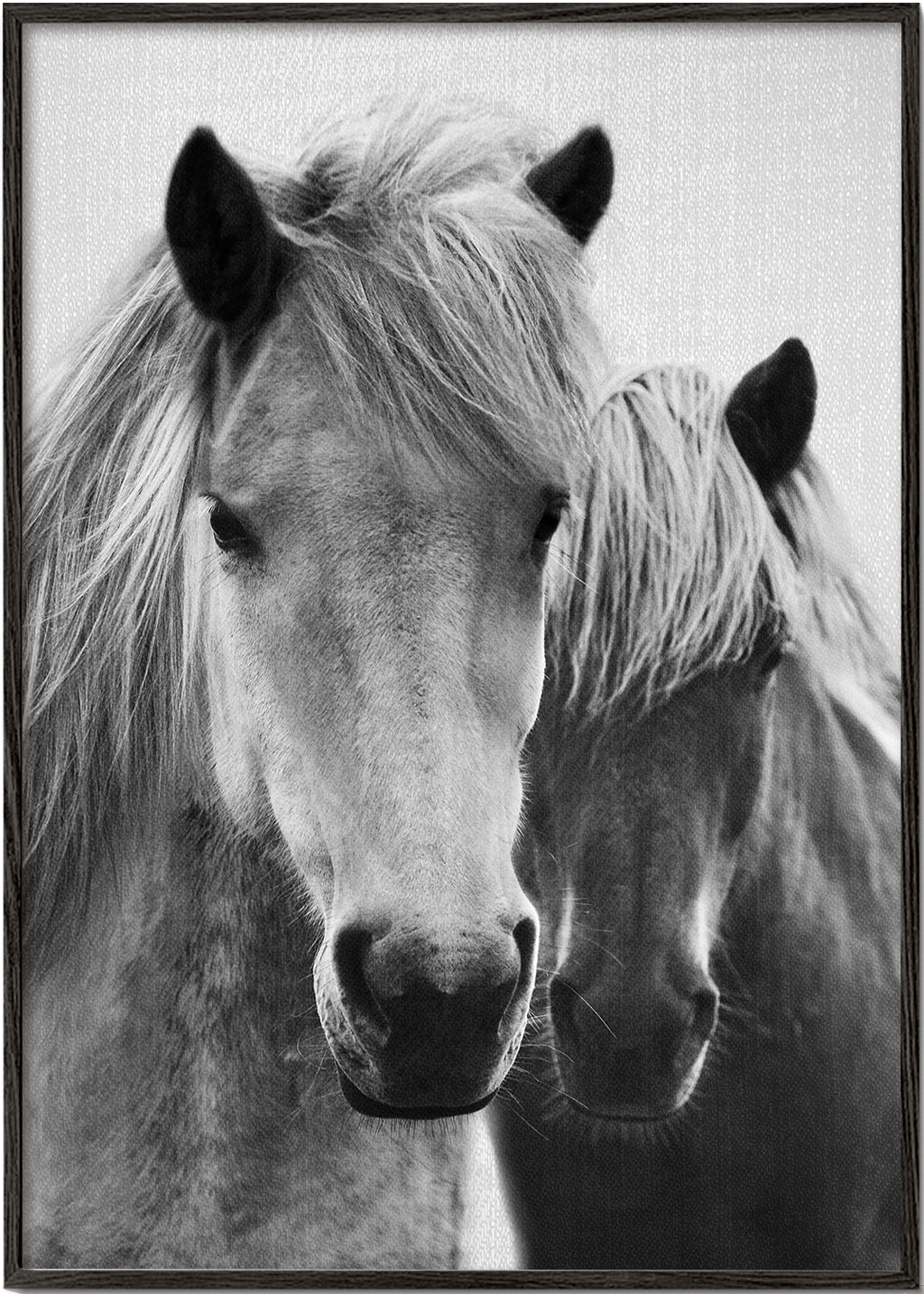 Horses - Black & White 7