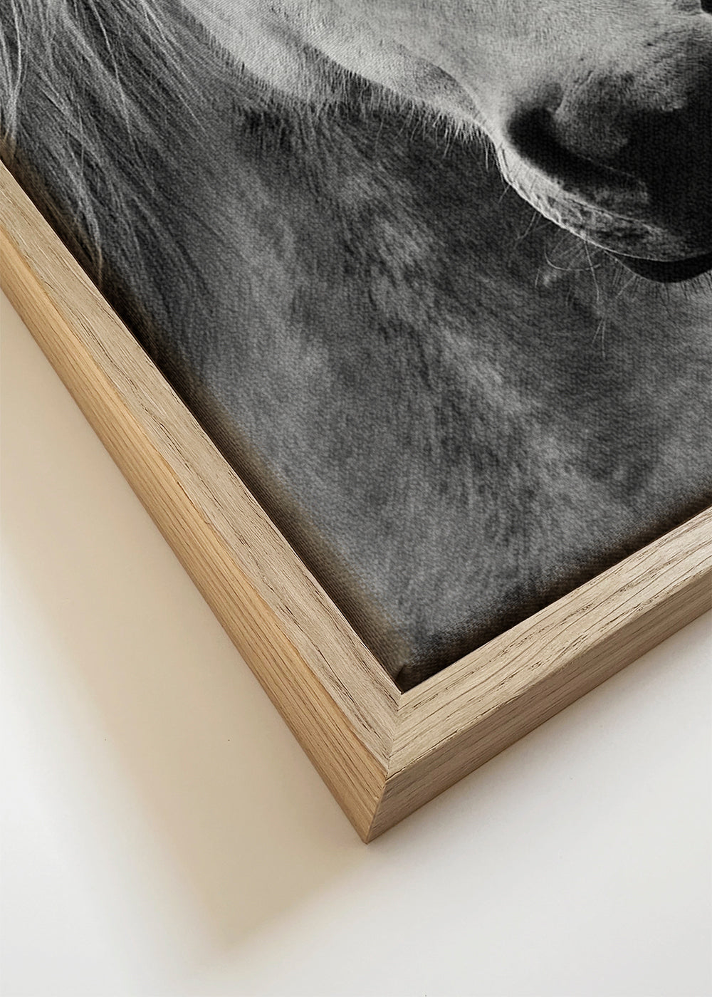 Horses - Black & White 7